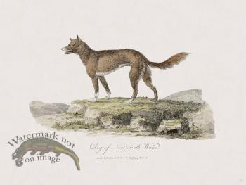 57 New Holland Caffowary